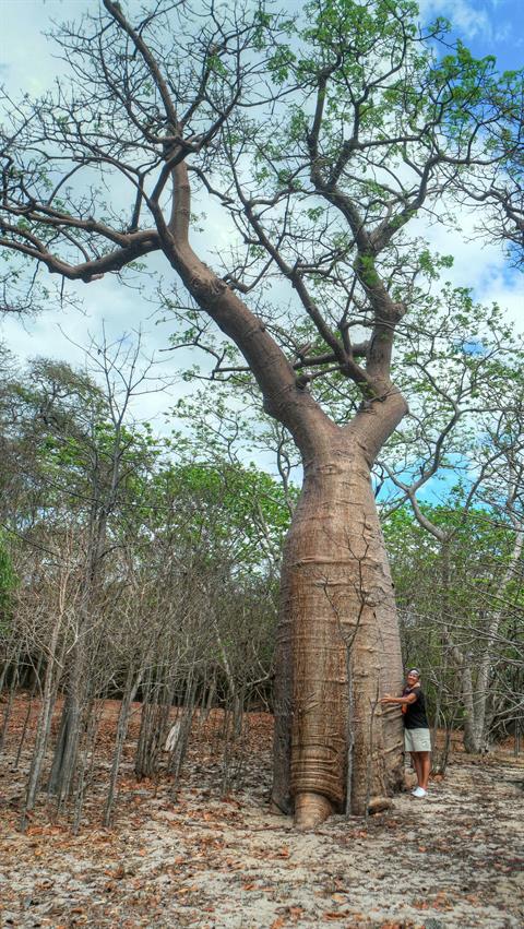 Baobabs heissen in unserer Sprache "Affenbrotbäume". Diese afrikanischen Bäume sind Überlebenskünstler, sie sind sehr genügsam, überleben in Gebieten mit kargen Böden und geringen Niederschlägen.